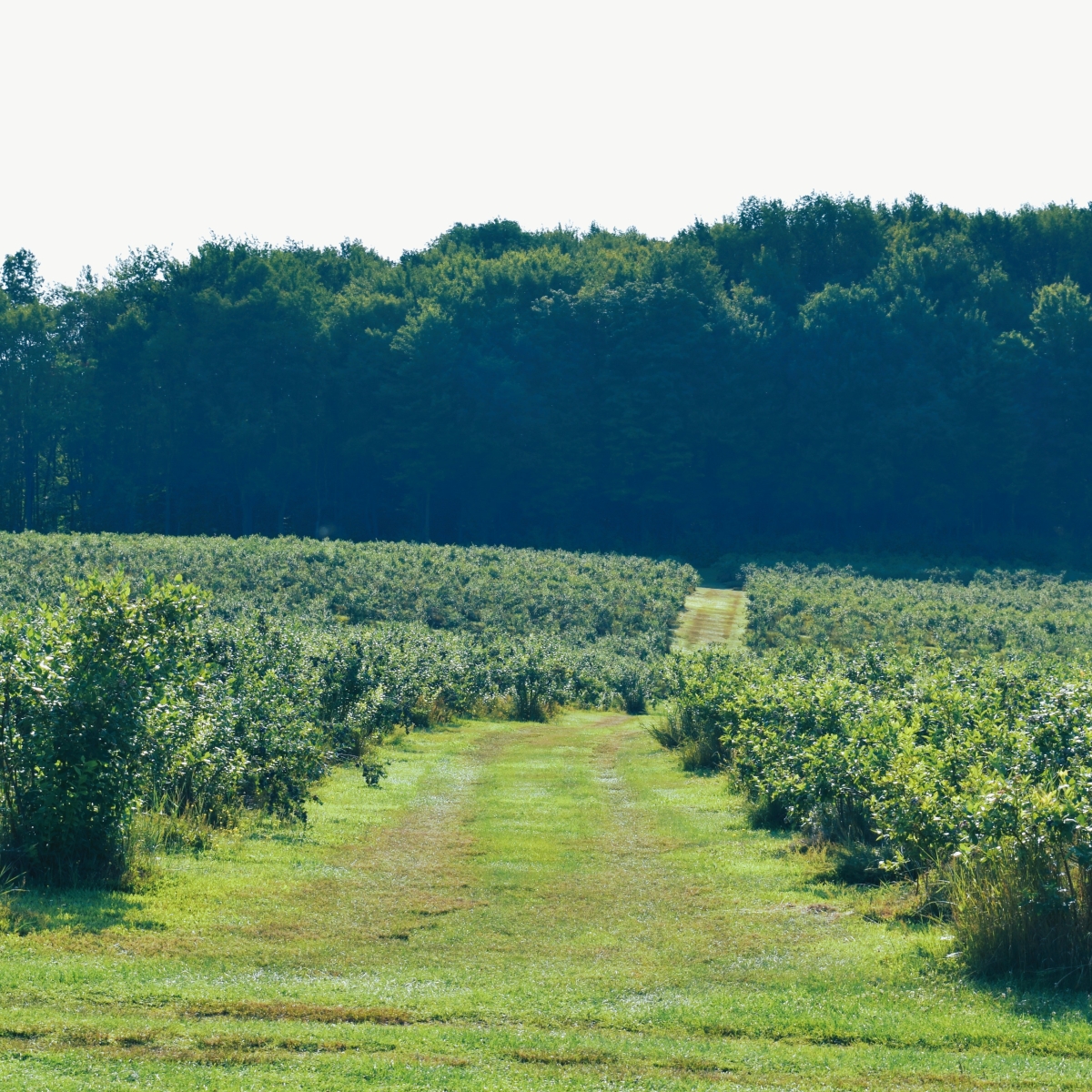 Blueberry parch at Burdick Blueberries