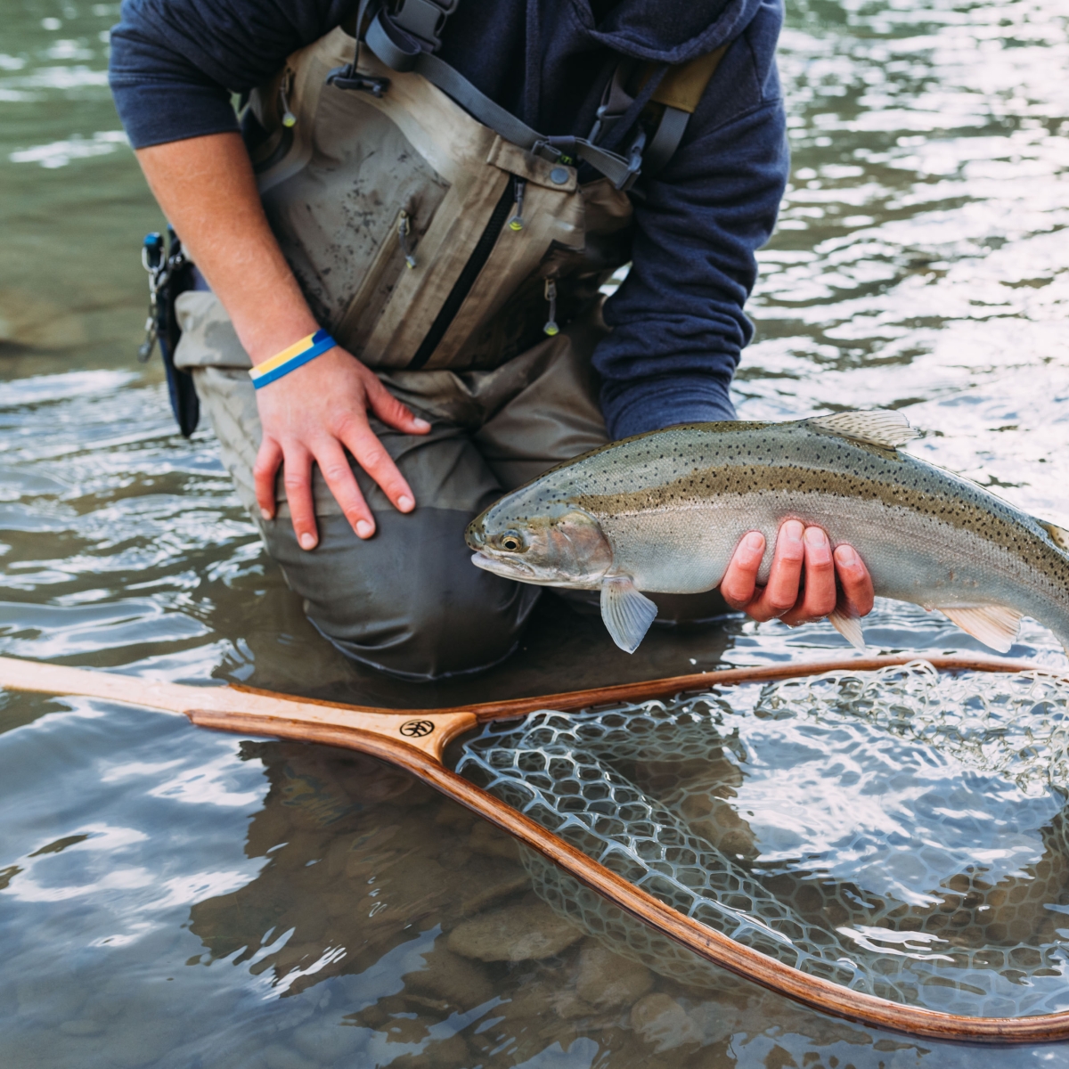 Steelhead from the Cattaraugus Creek