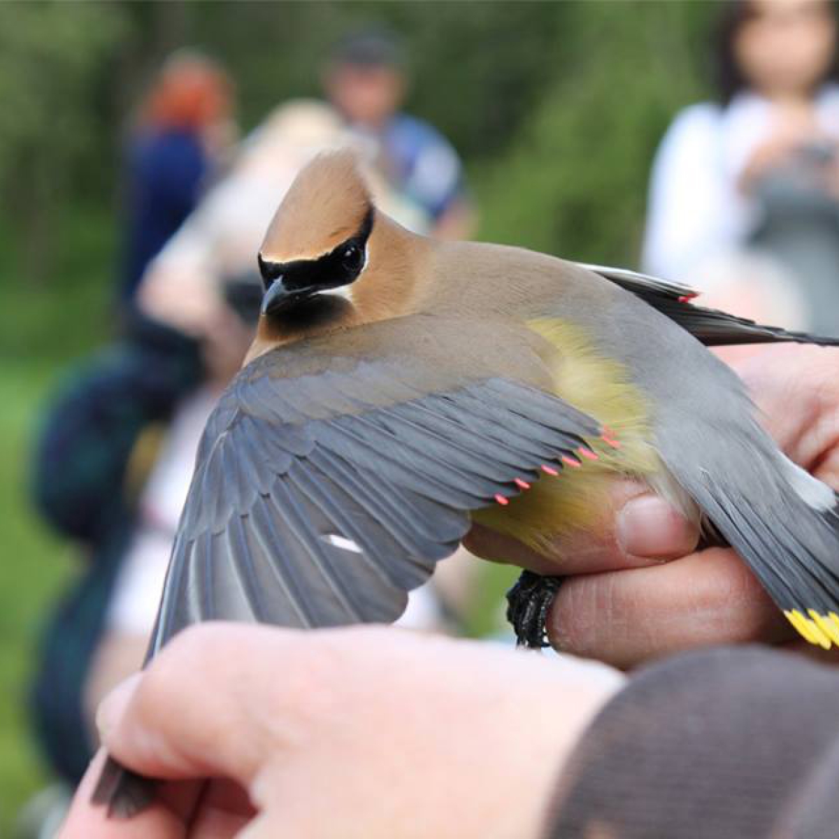 Bird banding at Allegany Nature Pilgrimage