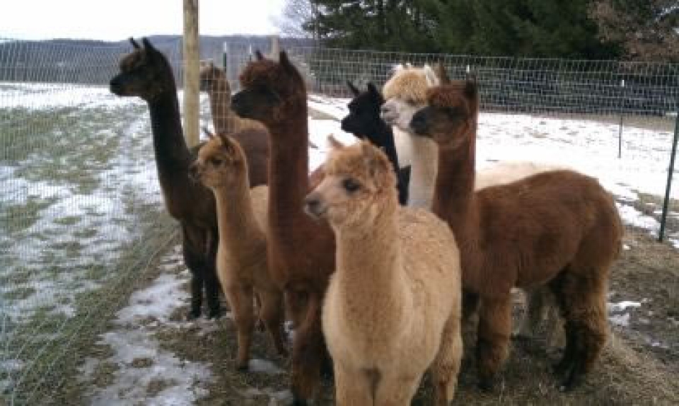 A Slice of Heaven Alpacas