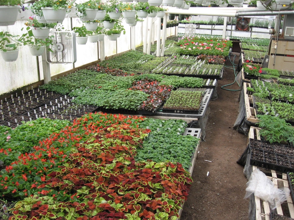 Inside the greenhouse