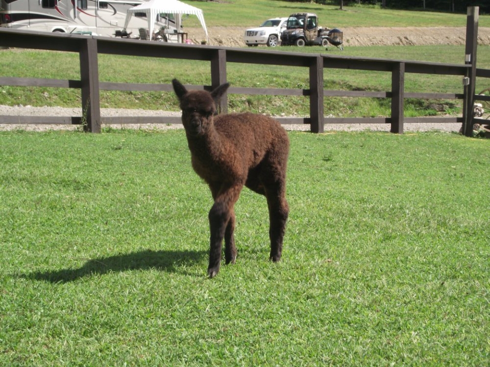 Alpaca at Lakeview Farm Alpacas