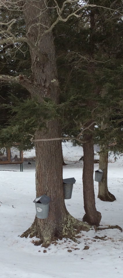 Sap buckets on tree