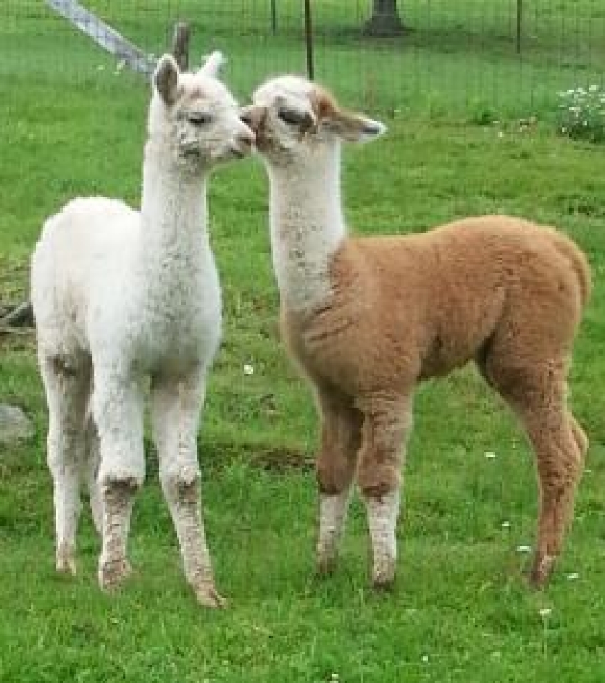 Alpacas at Never Ending Alpaca Farm