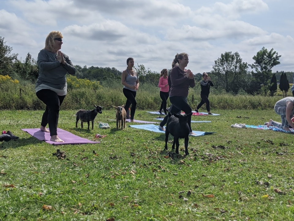 Goat Yoga 2020