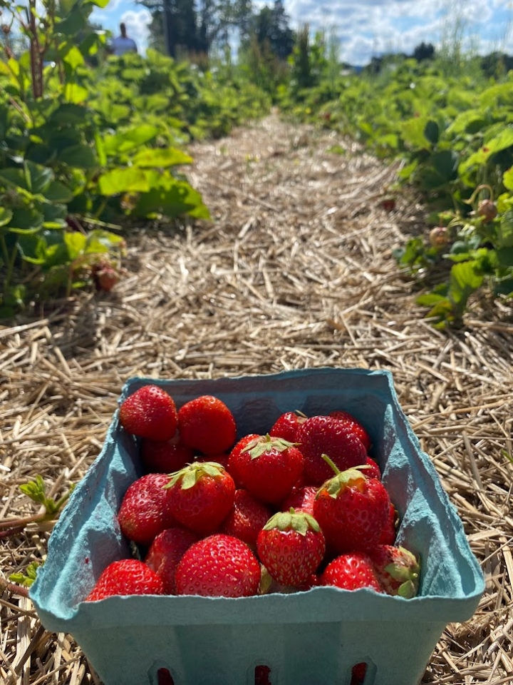 Strawberries at Great Valley Berry Patch