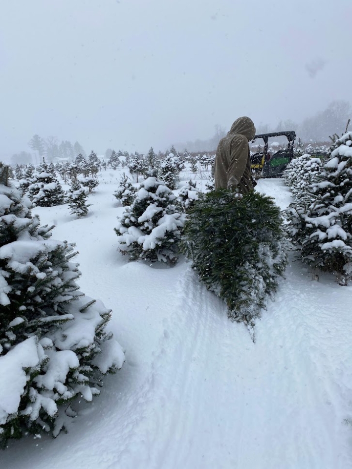 Dragging a Christmas tree that was cut down