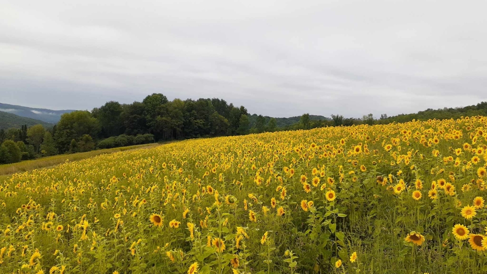 Sunflowers at The Songin Farm