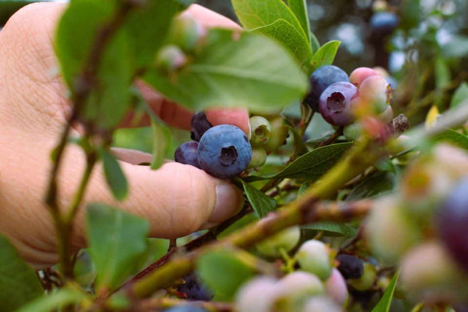 Crisafulli Blueberries close up 