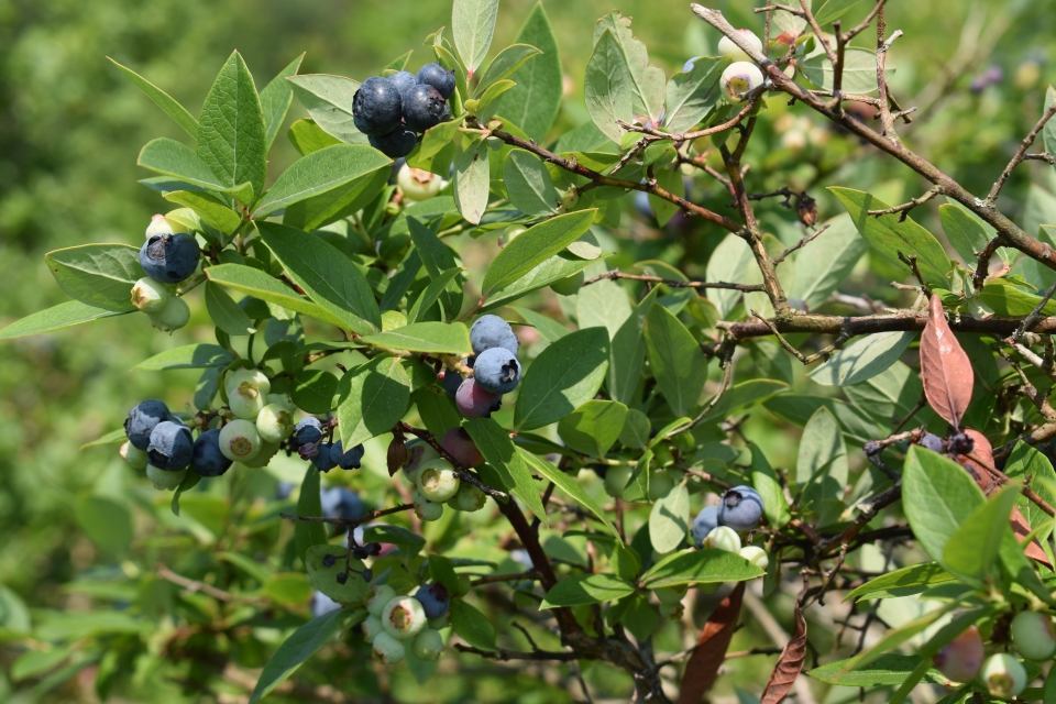 Pepper's Blueberry Hill