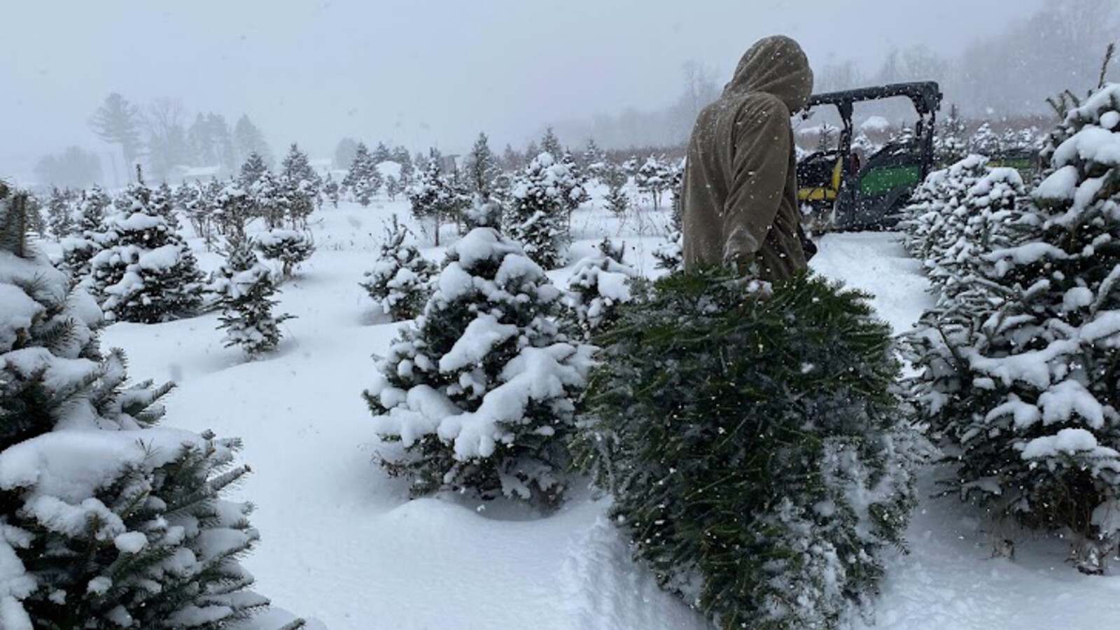 Christmas Trees at Great Valley Berry Patch~16x9