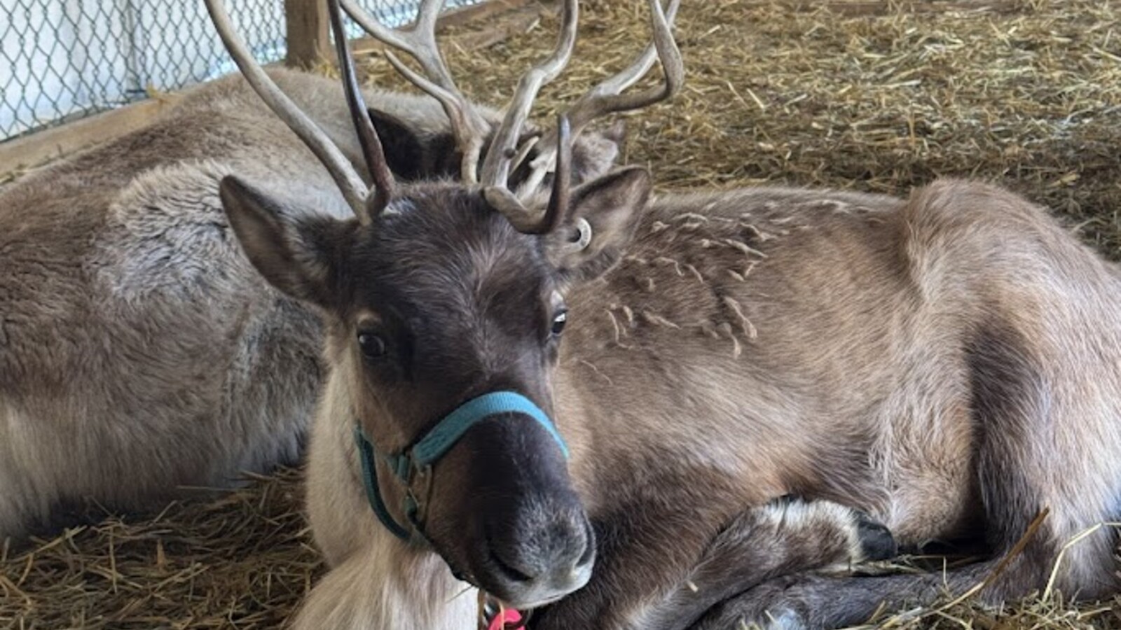 Reindeer at Sprague's Maple Farms