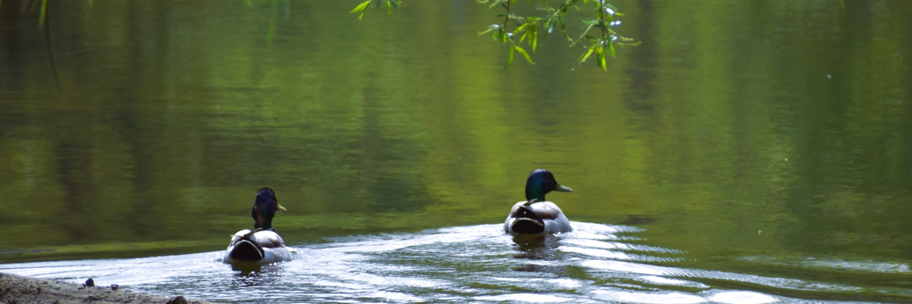 Ducks enjoying the Olean Creek in Hinsdale