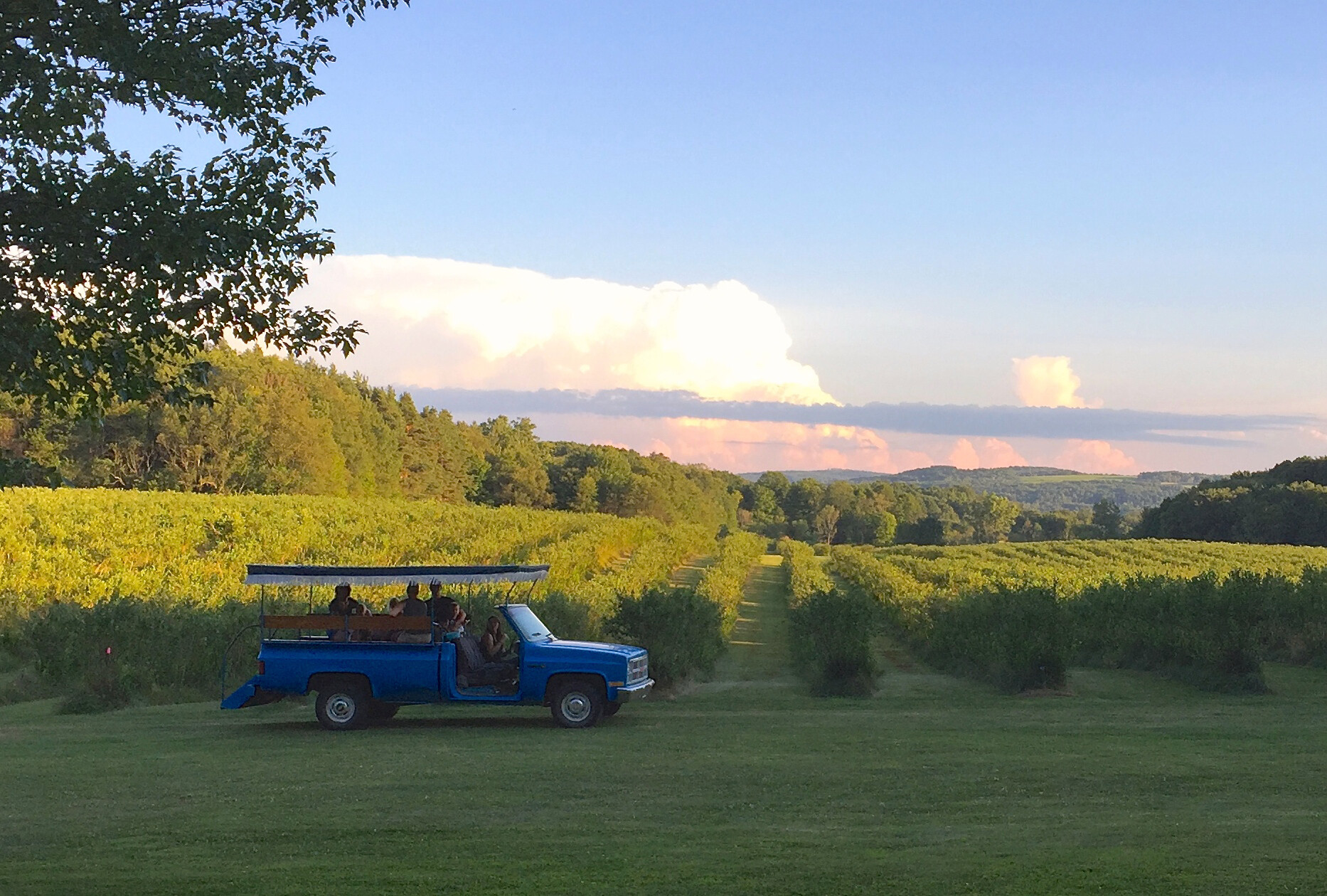 blueberry truck