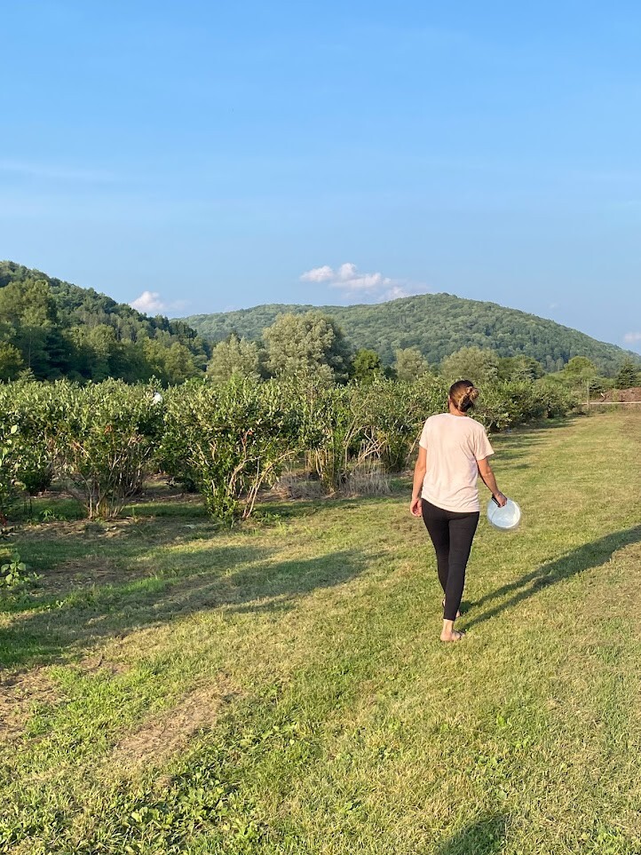 Woman picking berries at Great Valley Berry Patch