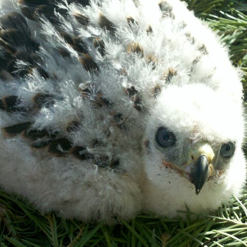 Baby bird at American Hawkeye