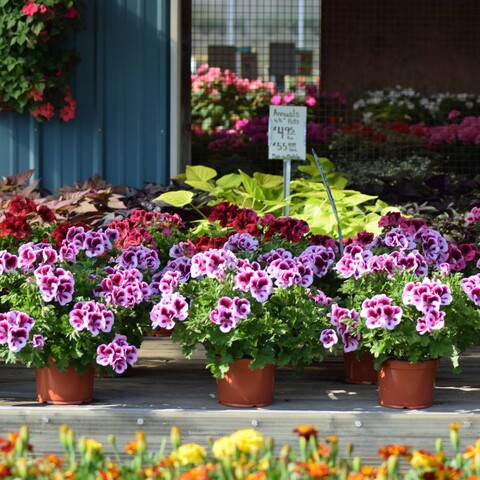 Flowers at Burton's Farm Market