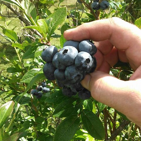 Blueberries at Blueberry Meadows