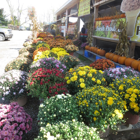 Flowers at Peaches and Cream