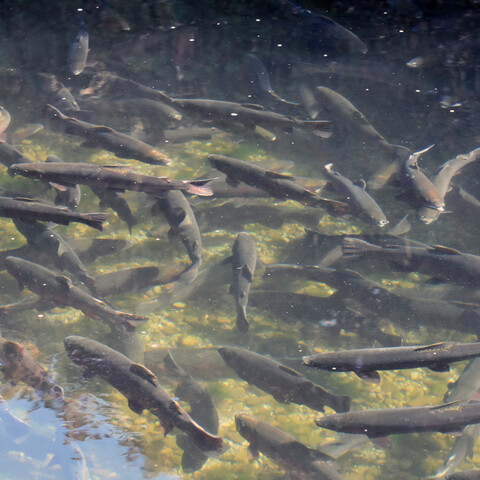 Fish at Randolph NYS Fish Hatchery