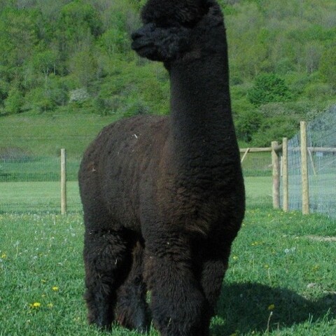 Alpaca