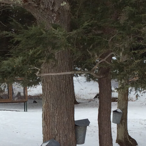 Sap buckets on tree