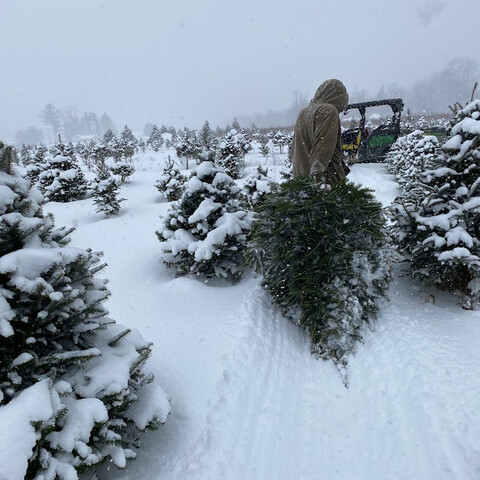 Christmas Trees