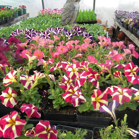 Flowers and other plants at Weber's Greenhouse