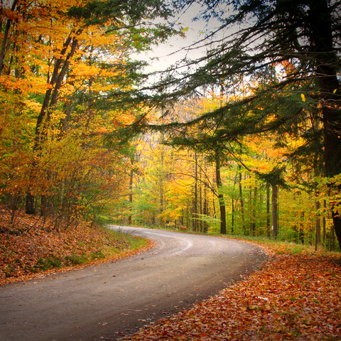 Road through Allegany State Park in the fall