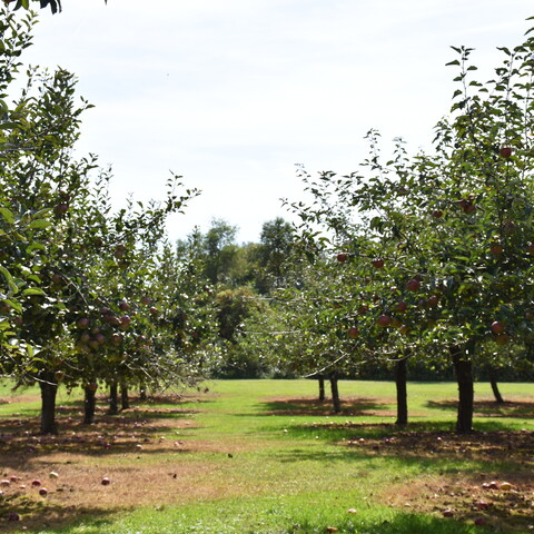 Apple trees at Cottage Orchard