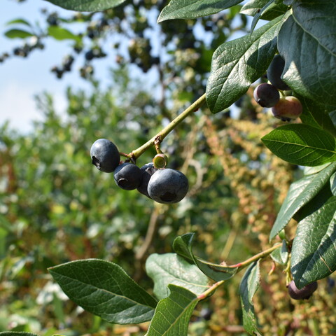 Blueberries