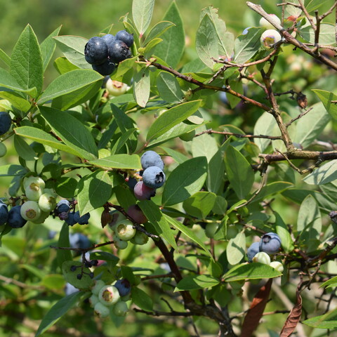 Pepper's Blueberry Hill