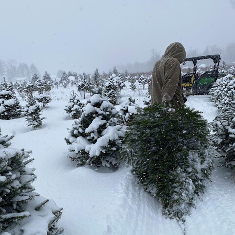 Christmas Trees at Great Valley Berry Patch~16x9