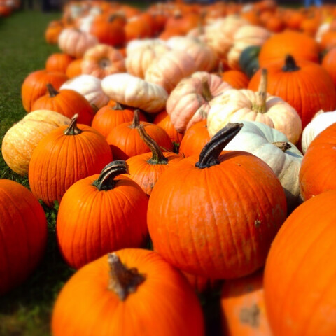 Pumpkins at Pumpkinville, NY