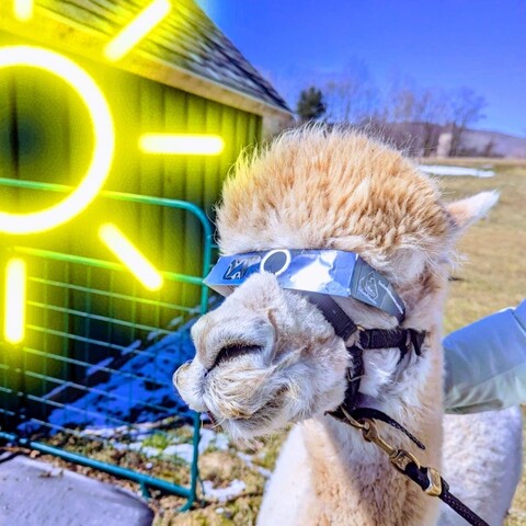 Alpaca wearing Solar glasses