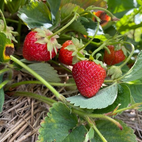 Strawberries