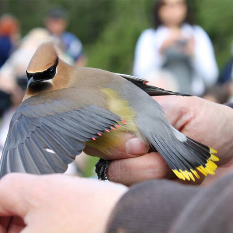 Bird banding at Allegany Nature Pilgrimage