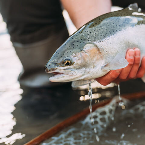 Steelhead fish caught in the Cattaraugus Creek in Zoar Valley. Photo Credit: Sean Carr Photography. 